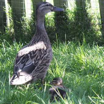 duck and a duckling in long grass