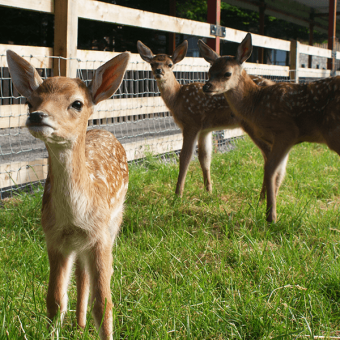 young deer and fawns
