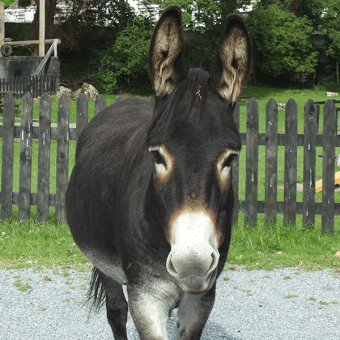 direct photo of a donkey