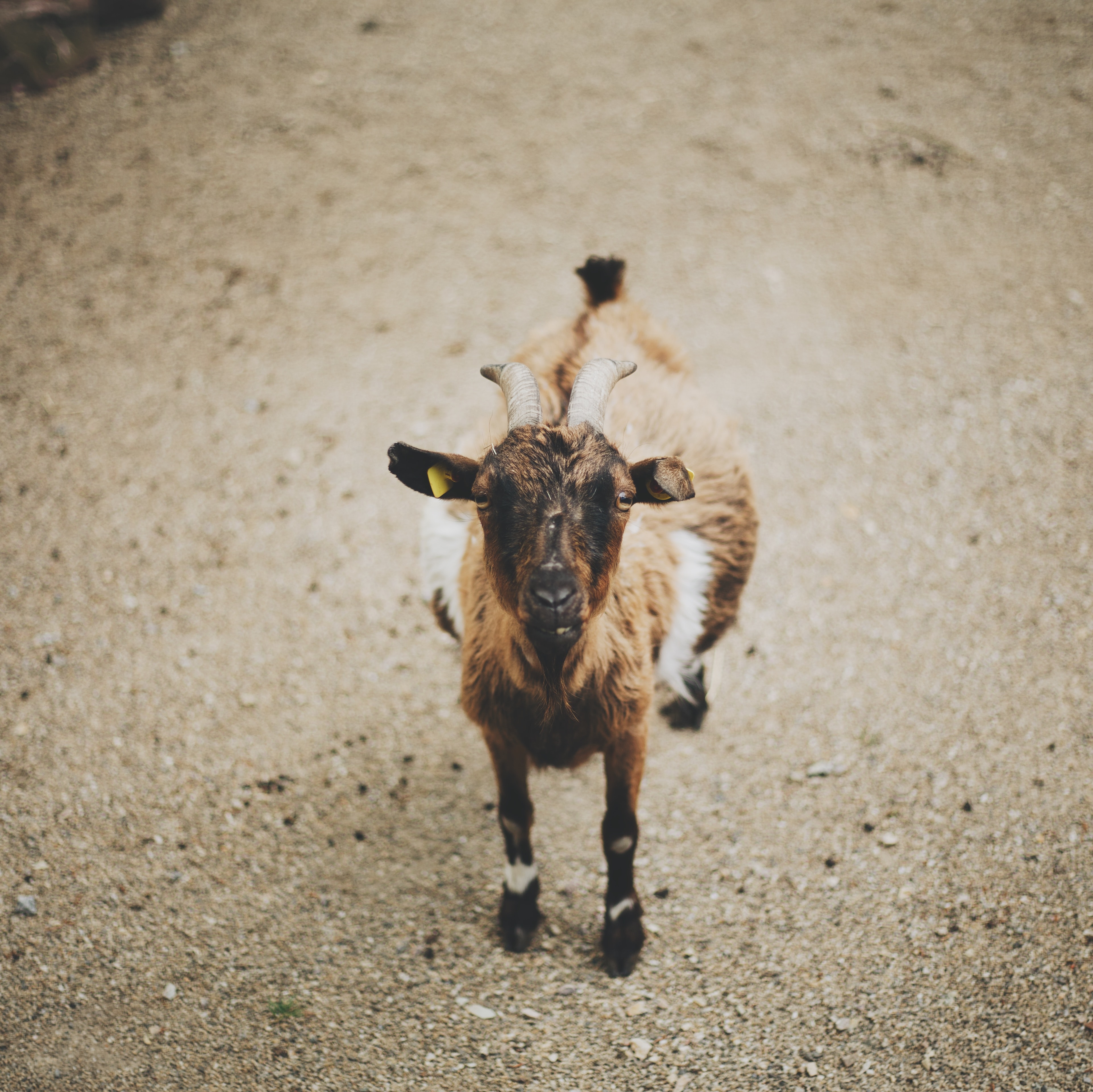 young goat gravel background