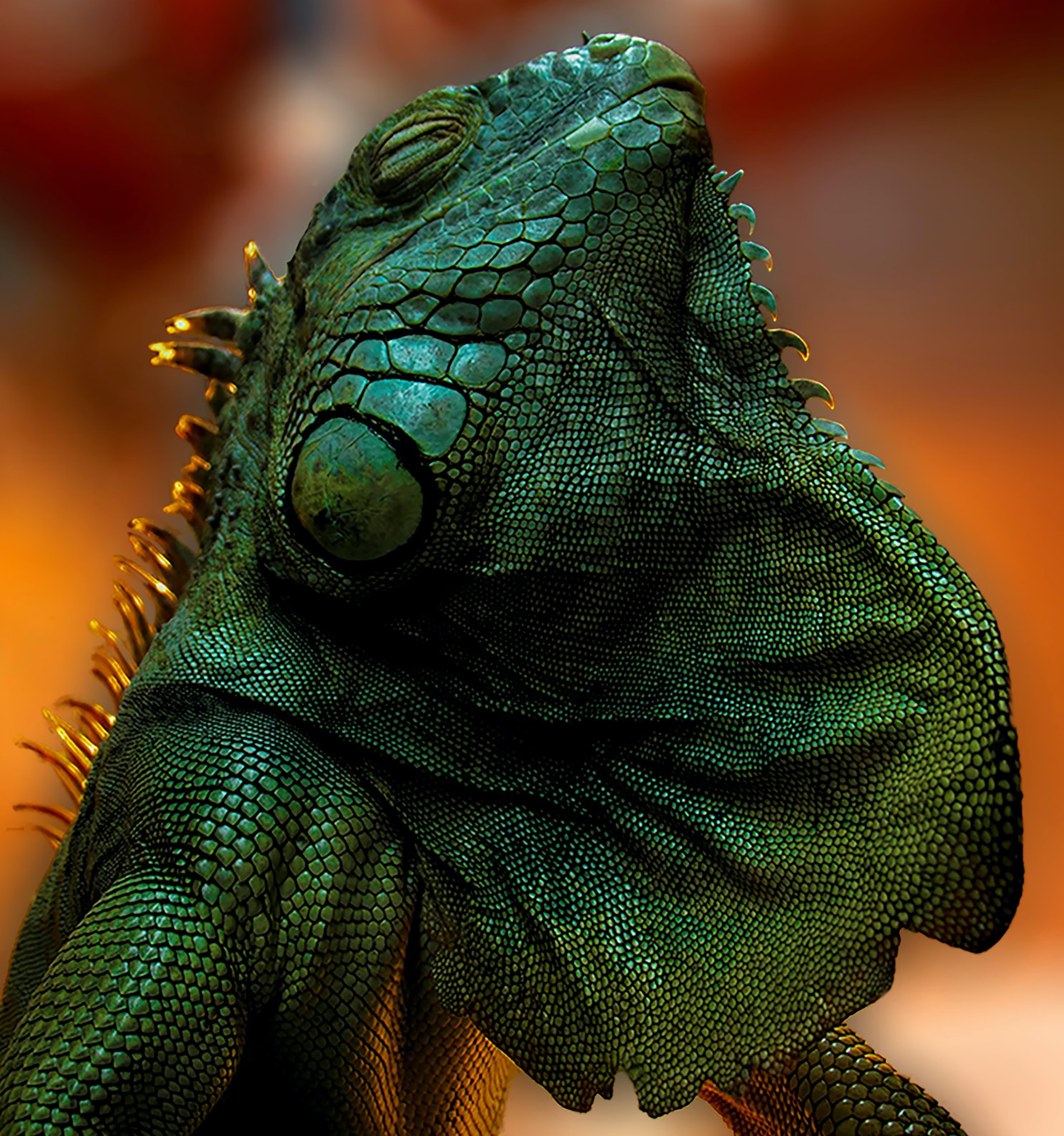 green iguana with its eyes closed basking