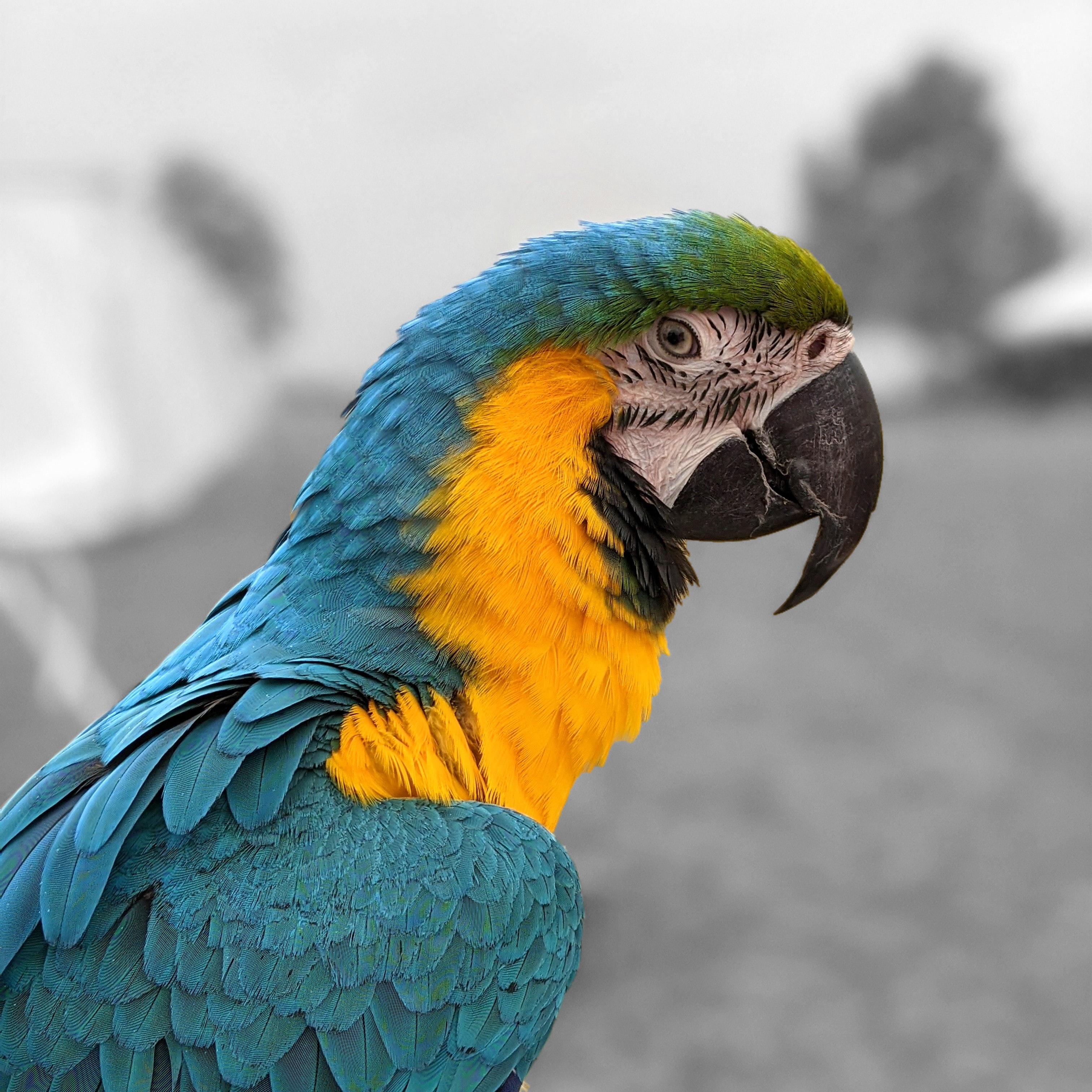 macaw parrot