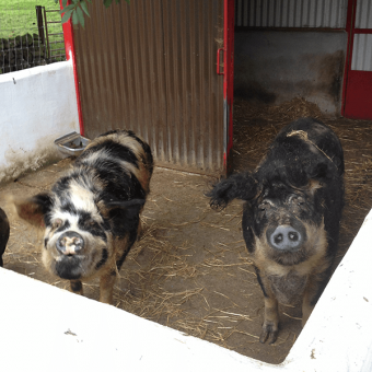 two happy pigs in their enclosure looking at the camera