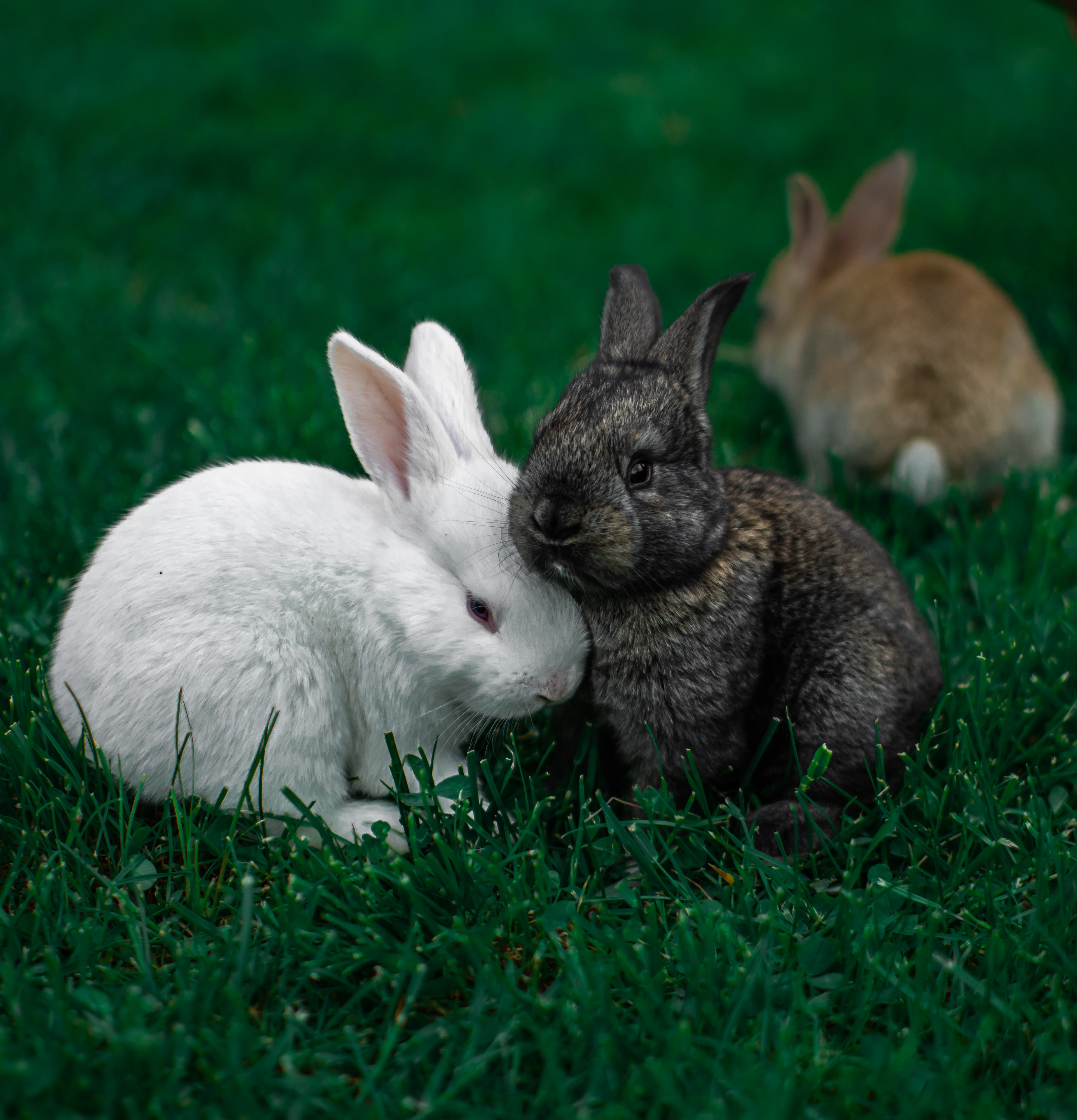 three baby rabbits