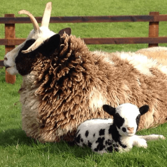 sheep and a lamb sitting on a pasture