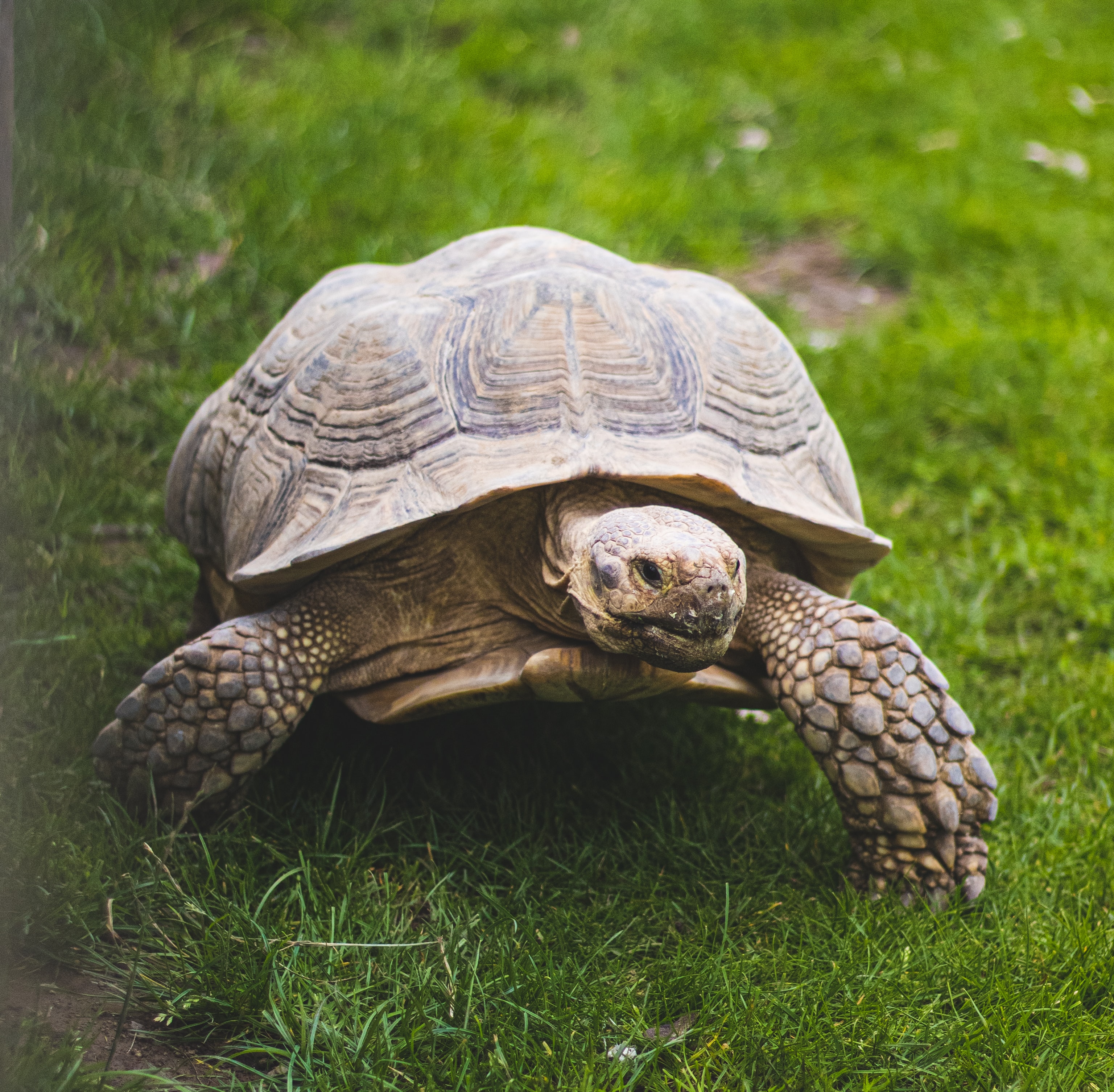 tortoise
