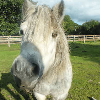 close photo of a white pony