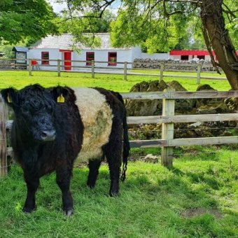 a young bull in a field with fencing and cottage behing