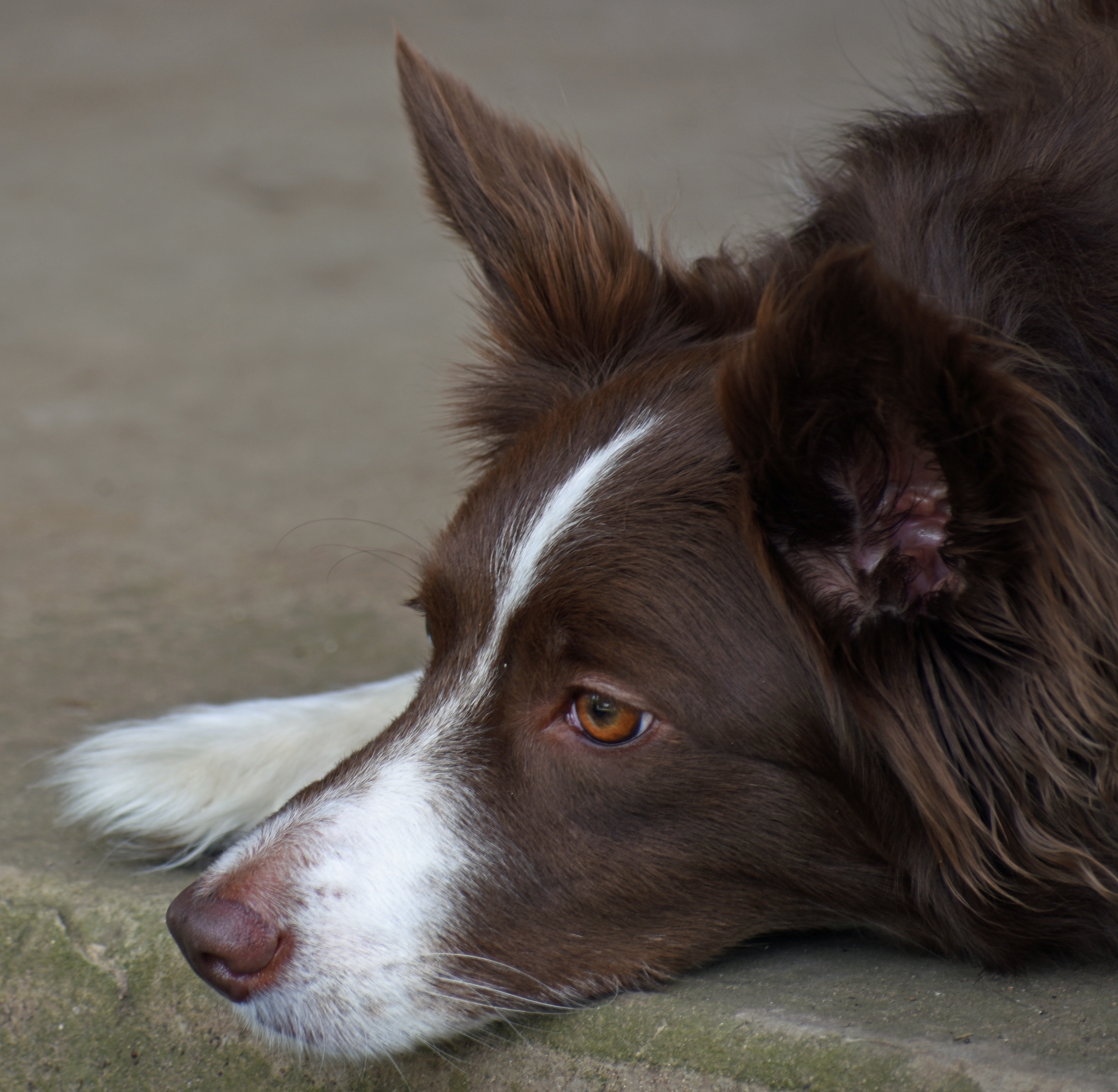 Eva the border collie sheep dog