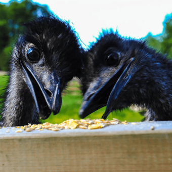 close up headshots of two emus eating seeds