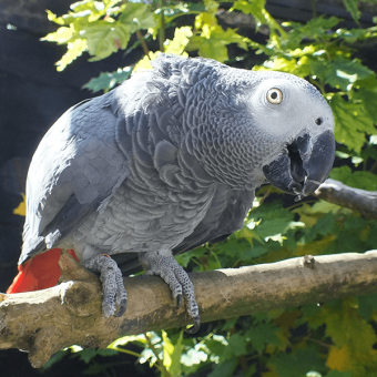 grey parrot perched on a branch 