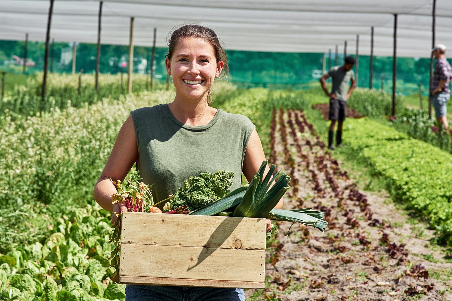 Aerial view of our team working in a rowed vegetable field
